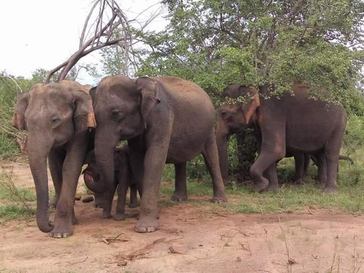 Canberra Safari House Leilighet Udawalawe Eksteriør bilde