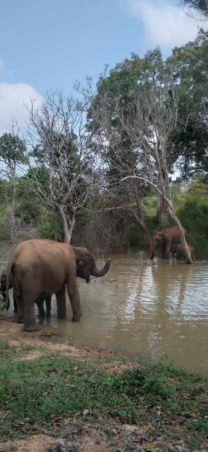 Canberra Safari House Leilighet Udawalawe Eksteriør bilde